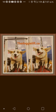 The Doggie Lift Complete Package 1 (Most Popular)
